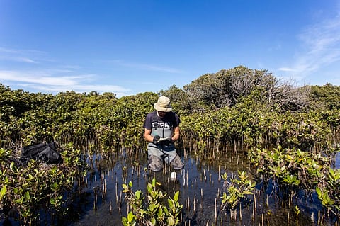 Soaring wetland emissions of methane mirror those which accompanied previous abrupt changes in Earth’s climate. Photo: I Noyan Yilmaz  Shutterstock