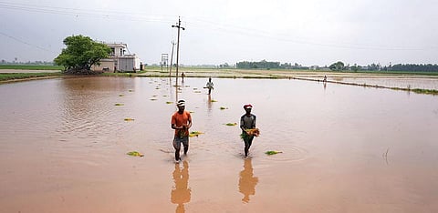 Labourers replant paddy saplings in Darba village, Patiala, after heavy rain in the second week of July destroyed  the month-old plants (Photographs by Aishwarya Iyer)