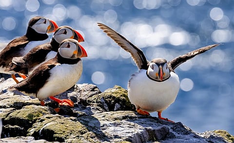 Europe’s wild bird species are on the brink — but there are ways to bring them back