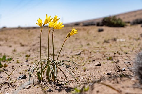 In 2023, cool phases of Pacific Ocean's climate pattern La Nina ended its three-year run and warm phase El Nino announced its arrival. Photo: iStock