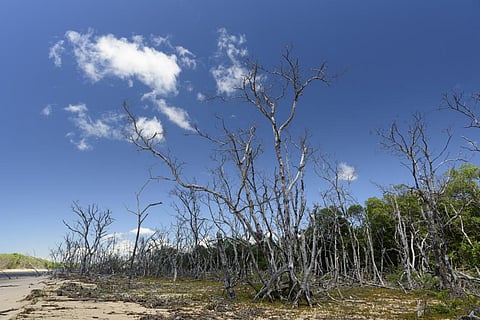 Tropical forests may experience reduced transpirational cooling that can expose them to destructive temperatures. Photo: iStock