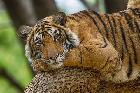 Photo: iStock