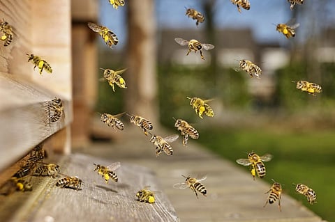 Photo: Shutterstock