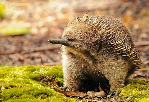 Photo: Shutterstock
