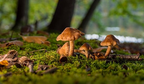 Mushrooms. Photo: iStock