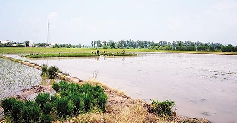 हरियाणा के अंबाला जिले के गांव सकराहों में दोबारा धान की रोपाई की जा रही है। बाढ़ की वजह से पहले लगाई गई धान पूरी तरह खराब हो गई थी  (फोटो: ऐश्वर्या अय्यर)