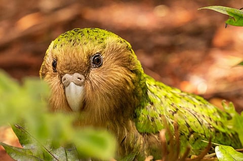 Photo: Shutterstock / FeatherStalker Don