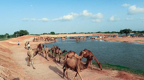 सावंता गांव में 15 तालाब हैं। इनमें गांव के मुंहाने पर स्थित पहले तालाब में दर्जनों ऊंट  अपनी प्यास बुझाते हुए  (फोटो: सुमेर सिंह)