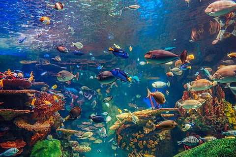 The study authors said hundreds of marine heatwaves have occurred with no long-term consequences. Photo: iStock