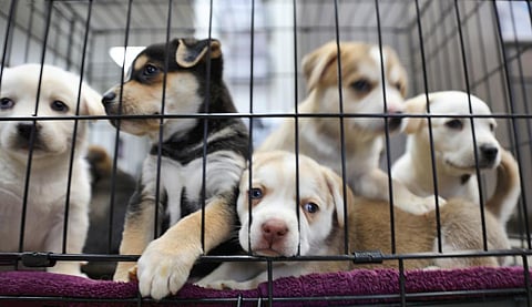 Photo: iStock