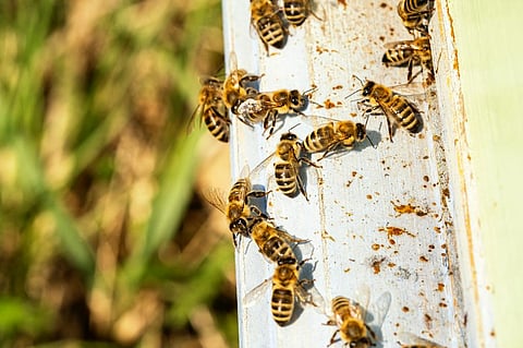 Photo: iStock