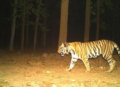 The tigress fitted with the radio collar. Photo: Deepanwita Gita Niyogi
