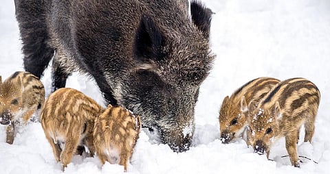 A wild boar with its piglets. Photo: Istock 