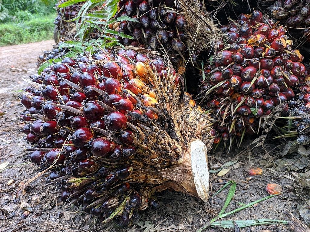 Oil palm plantations proved to be a disaster in Mizoram — is Assam next?