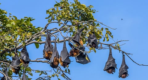 Experts from the National Institute of Virology will conduct a survey of bats in the affected area of Kozhikode. Seen here is a roost of Flying foxes. Photo: iStock