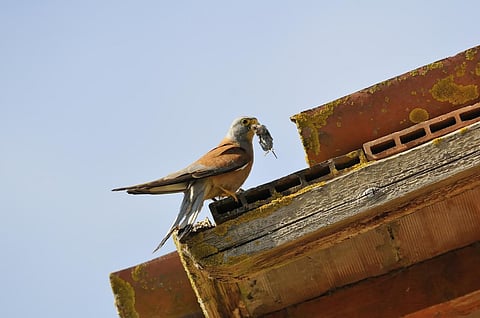 Birds of prey and animals that feed on poisoned rats can die of secondary poisoning or carry the toxins into the foodchain. Photo: iStock