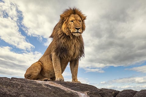 The study looked at a total 62 geographic populations and found lion populations to be severely low compared to the calculated carrying capacity. Photo: iStock