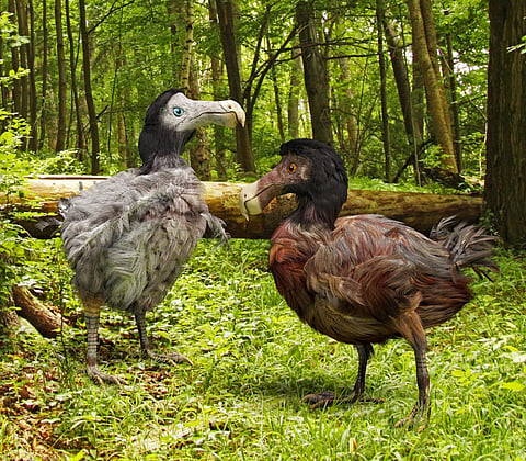 An illustration of a male and female Dodo birds in a forest. Dodos went extinct in the 17th century. The new study has found birds have suffered the heaviest losses of genus extinctions. Photo: iStock