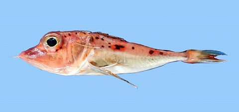 The new gurnad species Pterygotrigla hemisticta discovered from Digha fishing harbour in West Bengal. Photo: Hrusikesh Mohanty 