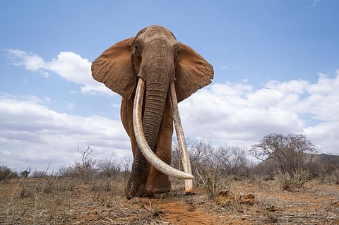 A queen elephant In Hwange National Park. Photo: Cyril Zenda