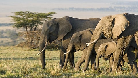 Photo: iStock 