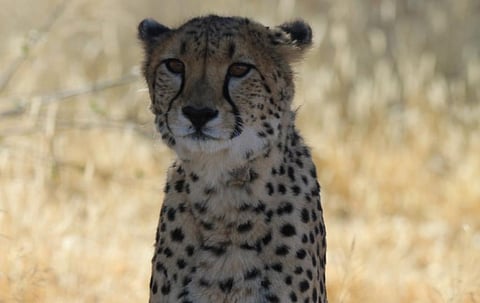 Sasha was brought from Namibia on September 17, 2022 and died on March 27, 2023. Photo: Cheetah Conservation Fund