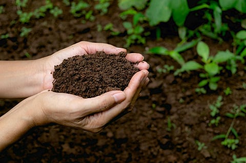 Photo: iStock