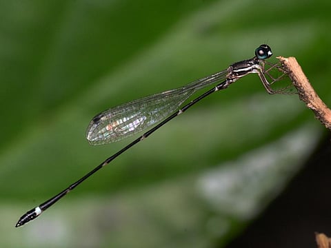 Armageddon reedtail or protosticta armageddonia was discovered was discovered northeast of Thiruvananthapuram in the southern part  of Western Ghats. Photo: MIT-WPU