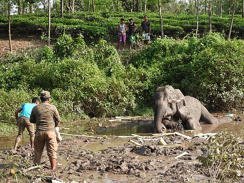 Photo: David Smith / WWF-India (author provided)