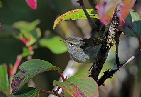 Buff-barred warbler or Phylloscopus pulcher migrates nearly 1,900 metres downslope, the researchers found. While theoretically it could move further down to better match its breeding range temperatures, diet and habitat preferences may prevent it from doing so. Photo: iStock