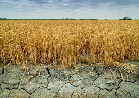 Have some economists severely underestimated the financial hit from climate change? Recent evidence suggests yes