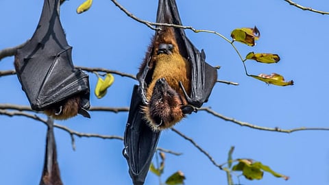 The Indian Flying fox, a Pteropus bat. Photo: iStock