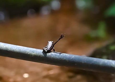 Photo: Sreenanth K, Wildlife Trust of India 