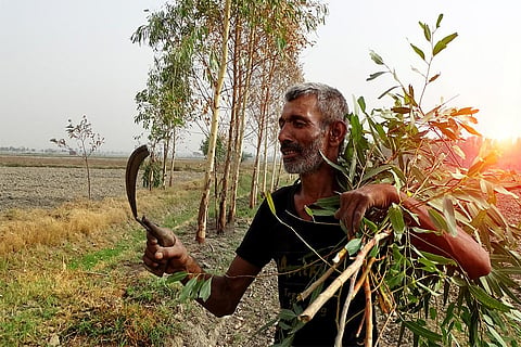 दुनिया भर में छोड़ी गई 6.1 करोड़ हेक्टेयर कृषि भूमि पर दोबारा खेती की जा सकती है; फोटो: आईस्टॉक  