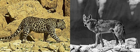 (Left) An Arabian Leopard. Photo: Wikimedia Commons CC BY 2.5; (Right) An Arabian Wolf. Photo: iStock