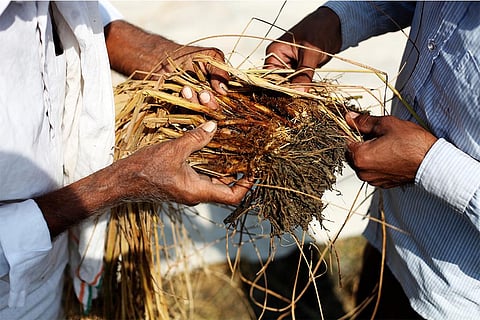 बाढ़ से तबाह फसलों का जायजा लेते किसान; फोटो: आईस्टॉक