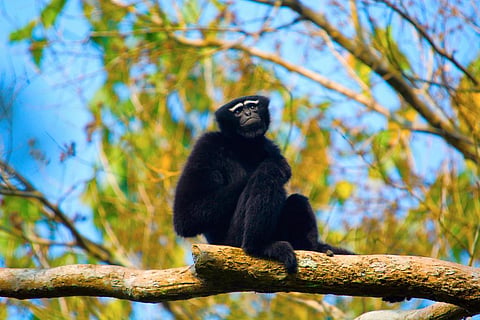 A study on Hoolock Gibbon in the upper Brahmaputra valley of northeast India used 19 different environmental parameters and identified priority conservation areas for the animal, which is the only ape species found in India. Photo: iStock