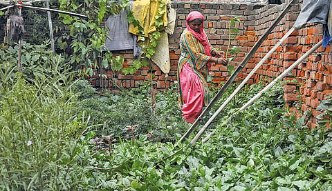 Mufiza, a waste picker and resident of the Murga Mandi slum area, added to her income this summer by selling homegrown Malabar spinach (Photograph:  Vikas Choudhary)