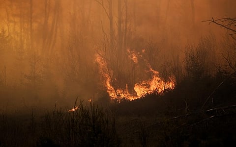 16.6 million hectares of area was burned by wildfires in Canada on September 13 this year, amounting to carbon dioxide emissions of over 1 billion tonnes. Photo: iStock