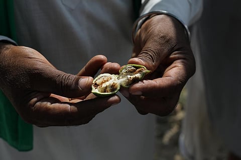 A genetically modified variety called Bt Cotton created to resist it has also fallen prey to PBW and some areas have seen over 90% damage to yield. Photo: Vikas Choudhary / CSE