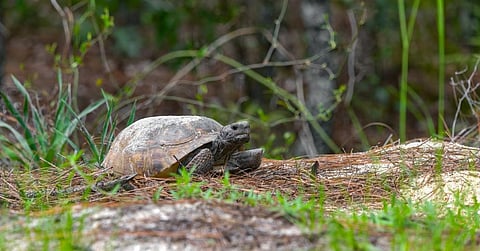 The disappearance of one species can trigger the extinction of other dependent species, leading to a ripple effect on the already fragile ecosystem, the UN report said. For example, If the gopher tortoise goes extinct, the dusky gopher frog will likely follow, affecting the entire forest ecosystem. Photo: iStock