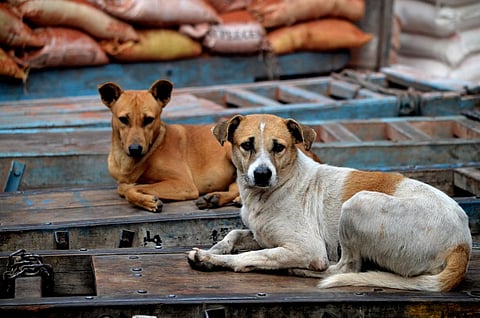 Over 150,000 strays in Bhutan have been sterilised since 2009. Photo for representation: iStock