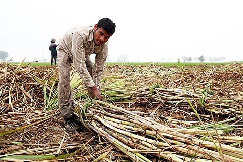 खेत में गन्ने के बोझ बांधता भारतीय किसान; फोटो: आईस्टॉक 
