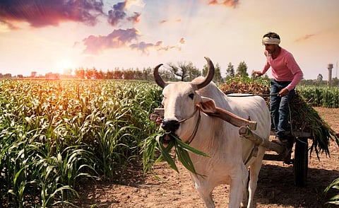 Photo: iStock