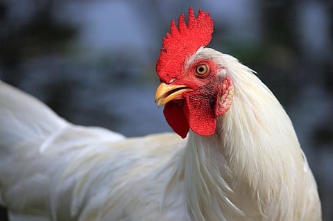 Photo: iStock