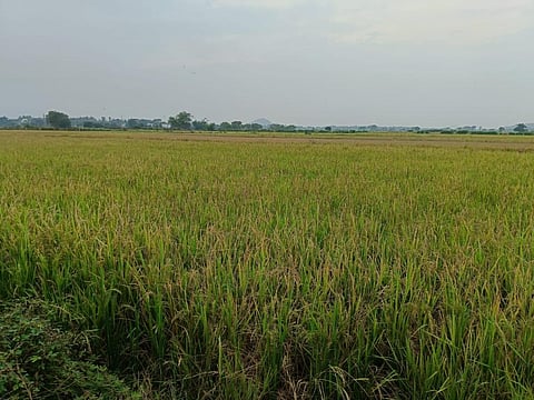 Standing matured paddy crops ready to harvest in Ganjam district. Photo: Hrusikesh Mohanty 