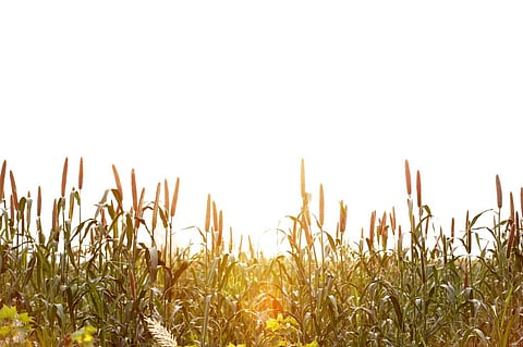 Photo: iStock