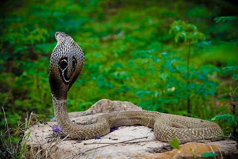 Photo: iStock
