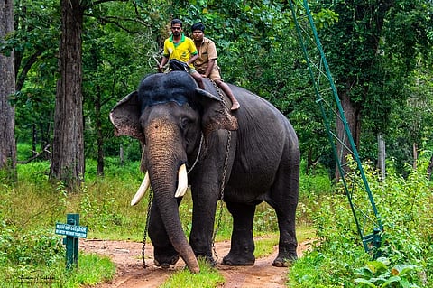 Arjuna with his mahout and kavadi in 2018. Photo: Cciesri / Wikimedia Commons