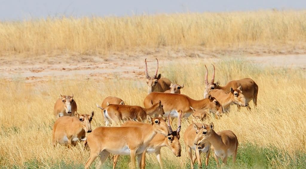 Miracle on the Steppe: The Saiga has bea...